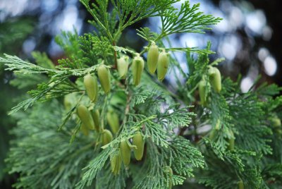 Calocedrus decurrens - pazerav cedrový - šištice 2